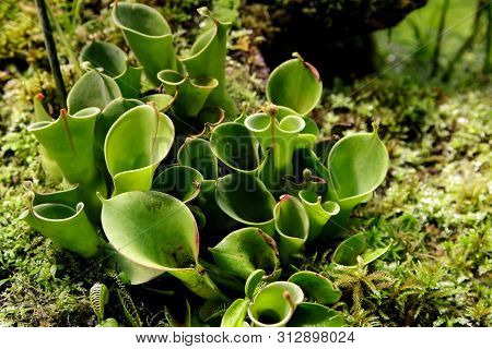 Close-up Of Carnivorous Plants Heliamphora Among Other Carnivorous Plants. Soft Focus