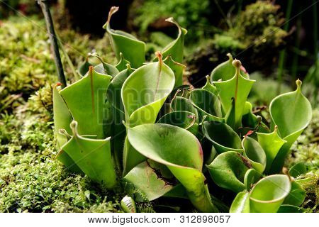 Close-up Of Carnivorous Plants Heliamphora Among Other Carnivorous Plants. Soft Focus