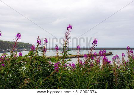 Pink And  Purple  Wild Flowers  On Coastal  Path