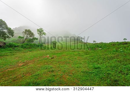 Vagamon, Kerala, India- 07 July 2019: Pine Forest In Vagamon Hills