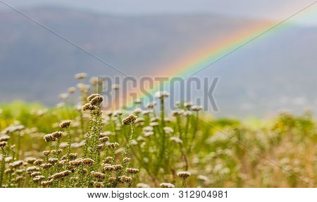 Rainbow And Drops Of Rain On A Sunny Day With Fynbos Flowers Of Cape Town
