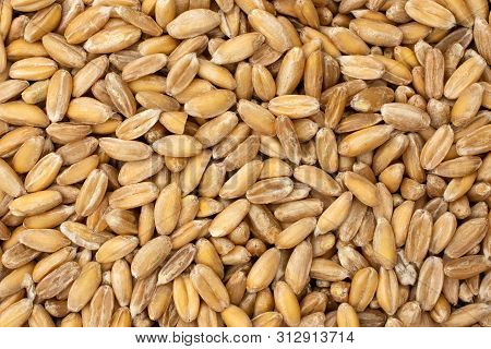 Lot Of Whole Fresh Beige Dinkel Wheat Grain Macro Flatlay Isolated