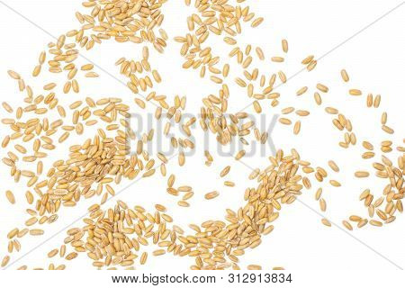 Lot Of Whole Fresh Beige Dinkel Wheat Grain Flatlay Isolated On White Background