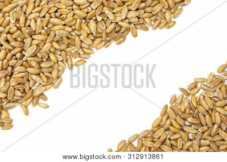 Lot Of Whole Fresh Beige Dinkel Wheat Grain Copyspace In The Middle Flatlay Isolated On White Backgr