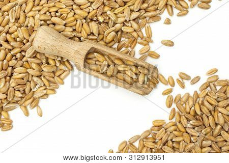 Lot Of Whole Fresh Beige Dinkel Wheat Grain Closeup With Wooden Scoop Flatlay Isolated On White Back