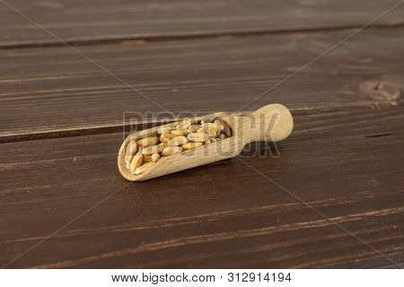 Lot Of Whole Fresh Beige Dinkel Wheat Grain With Wooden Scoop On Brown Wood