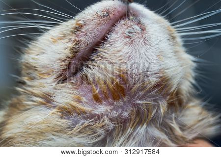 Close-up Photo Of A Kitten With Angioedema