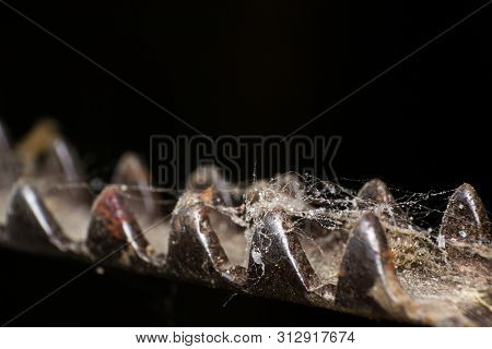 Old Corn Shelling Tool With Spider Web On The Surface