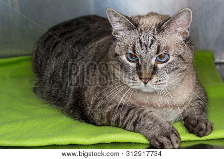 Obese Cat  At The Veterinary Clinic In The Metallic Cage