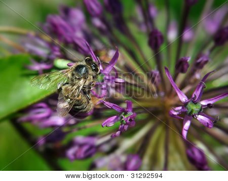 Un'ape sul fiore viola