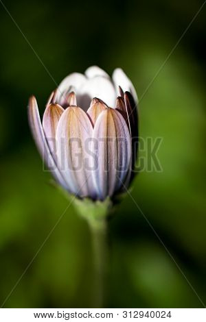 A Close-up Of A Beautiful Colorful Blossom