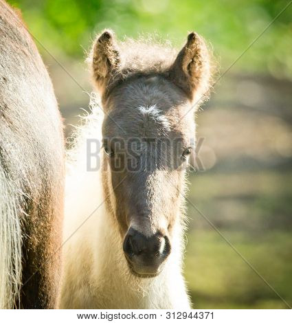 Black And White Brindled Little Foal Is Looking Directly Into The Camera