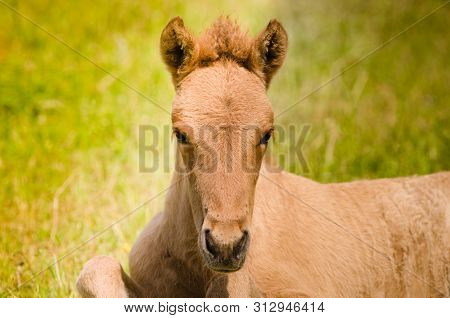 Pretty Newborn Foal Is Looking Into The Camera