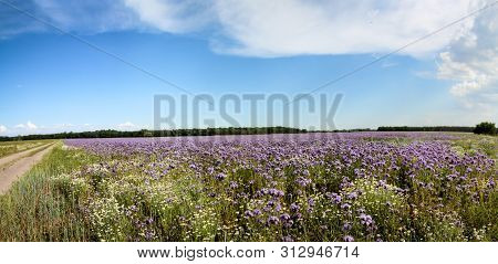 A Field In Summer With Blue-violet Flower, Phacelia