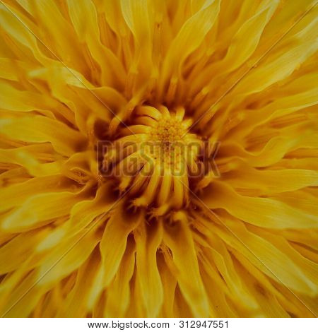 Close Up Of Yelloow Dandelion In The Spring Meadow