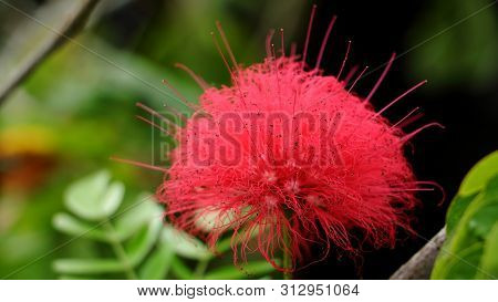 Close-up. Pink Red Powder Puff Or Red Head Powder Puff