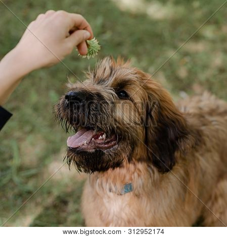 Puppy Briard And His Owner On The Meadow