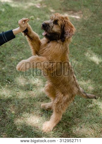 A Red Puppy Briard Playing In The Park