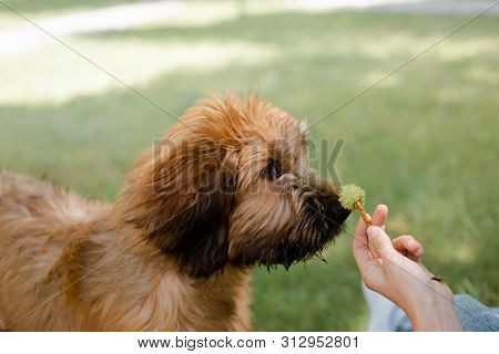 A Red Puppy Briard Playing In The Park