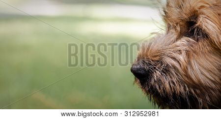 Banner Of A Puppy Briard On The Meadow