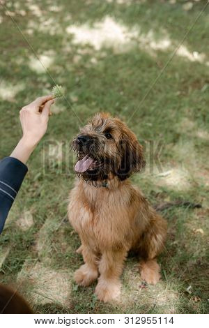 A Red Puppy Briard Playing In The Park