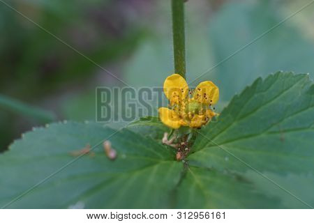 Macro Photo Of Celandine Buds And Flowers
