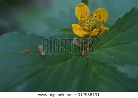 Macro Photo Of Celandine Buds And Flowers