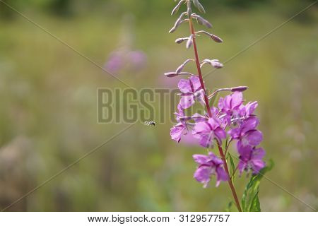 Beautiful Purple Epidendrum Flowers In The Forest Closeup
