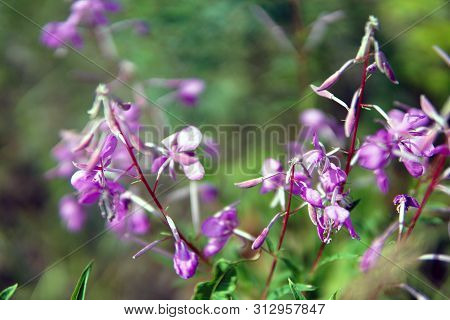 Beautiful Purple Epidendrum Flowers In The Forest
