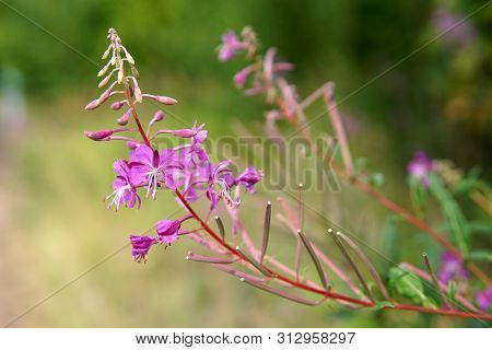 Beautiful Purple Epidendrum Flowers In The Forest