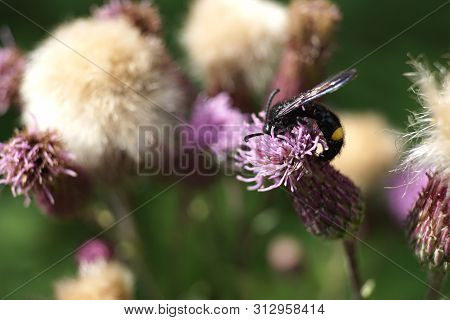 Bee Colecting Polen From A Greater Burdock Arctium Lappa Flower