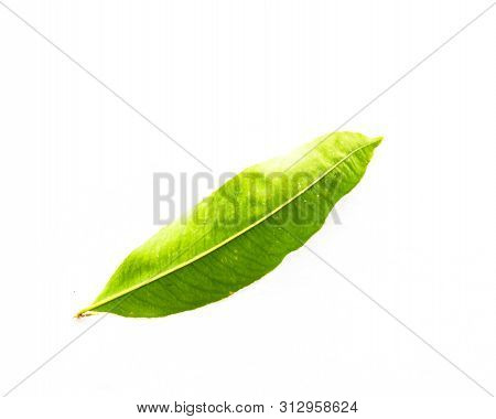 Close-up Top View Single Ochna Integerrima Hoa Mai Leaf Isolated On White