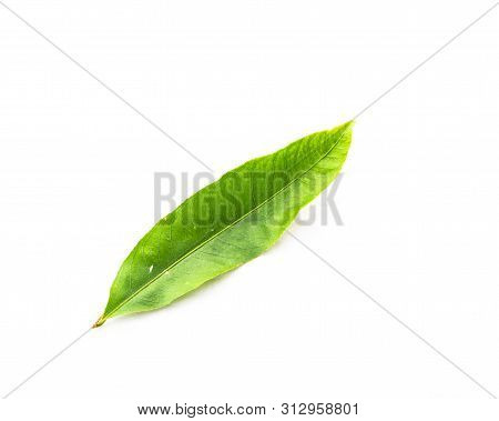 Close-up Top View Single Ochna Integerrima Hoa Mai Leaf Isolated On White