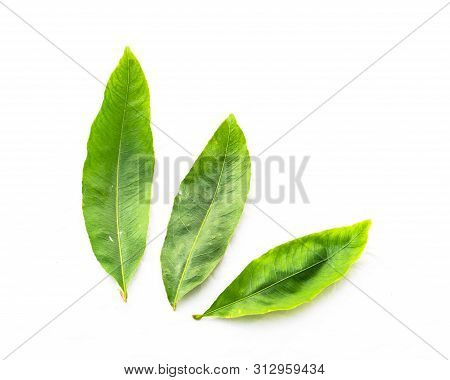 Studio Shot Three Ochna Integerrima Hoa Mai Leaves Isolated On White