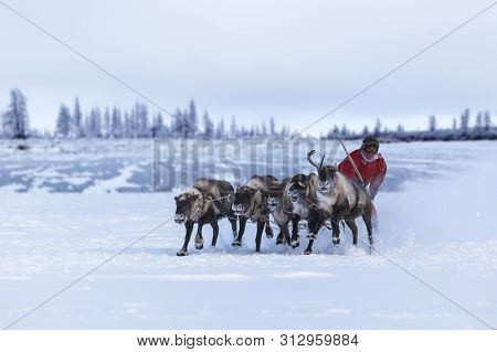 Nadym, Russia - February 23, 2019: Yamal, Open Area, Tundra,the Extreme North,  Races On Reindeer Sl