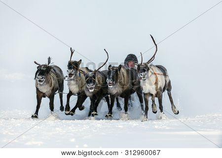 Nadym, Russia - February 23, 2019: Yamal, Open Area, Tundra,the Extreme North,  Races On Reindeer Sl