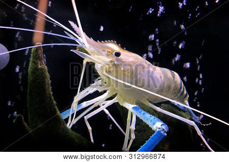 Giant Freshwater Prawn Or Giant River Shrimp In Tank.