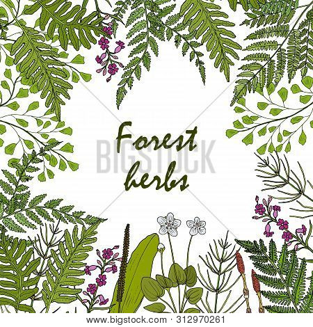Forest Ferns And Herbs Set. Hand Drawn Vector Botanical Illustration
