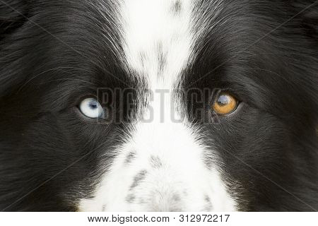 Young Black And White Collie With Merle Eyes