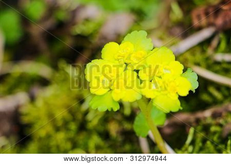 Flowering White Mustard, Sinapis Alba, Flowers, Nature