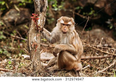 Portrait Of A Wild Monkey. A Selfie Of A Monkey. Macaque Looks At The Camera. Wild Primates. Wild An