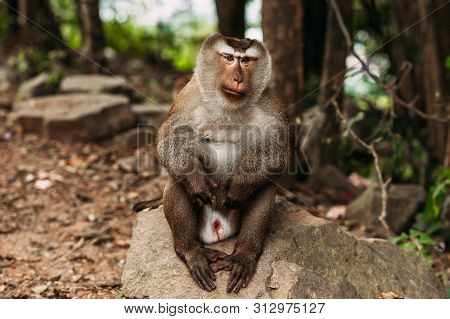 Portrait Of A Wild Monkey. A Selfie Of A Monkey. Macaque Looks At The Camera. Wild Primates. Wild An