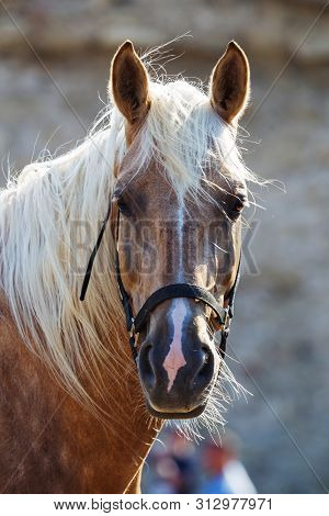 Horse Head Close Up. Harnessed Thoroughbred Stallion. Breeding Stallion. Concept Equestrian Competit