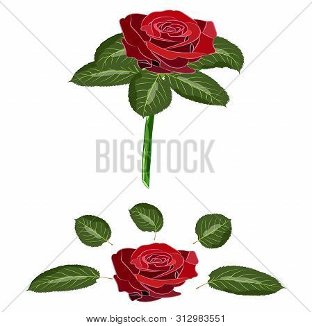 Flowers Rose, Scarlet And Red Buds, Green Leaves With Stem. Isolated On White Background. Expanded L