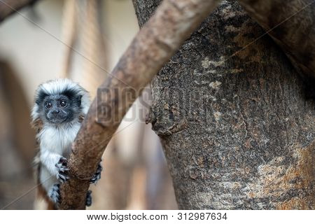 Young Cotton-top Tamarin. Baby Monkey On The Tree Branch. Saguinus Oedipus