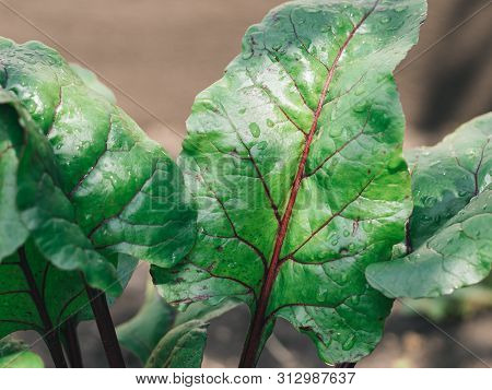 Organic Beet Leaves Grown In Garden. Chard Leaves In Garden, Natural Daylight. Copy Space For Text