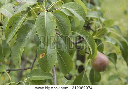 Orange Disease Spots On A Fruit Tree Leaves. Agrocultural Disease Close Up