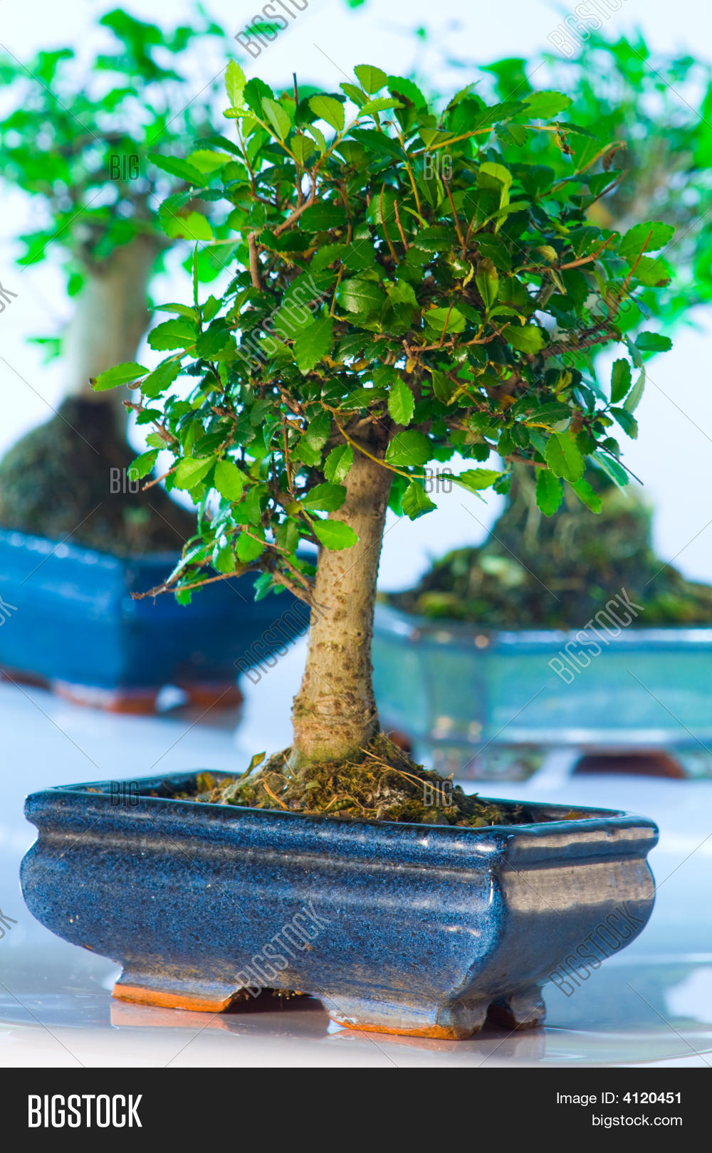Bonsai Tree Image & Photo (Free Trial) Bigstock