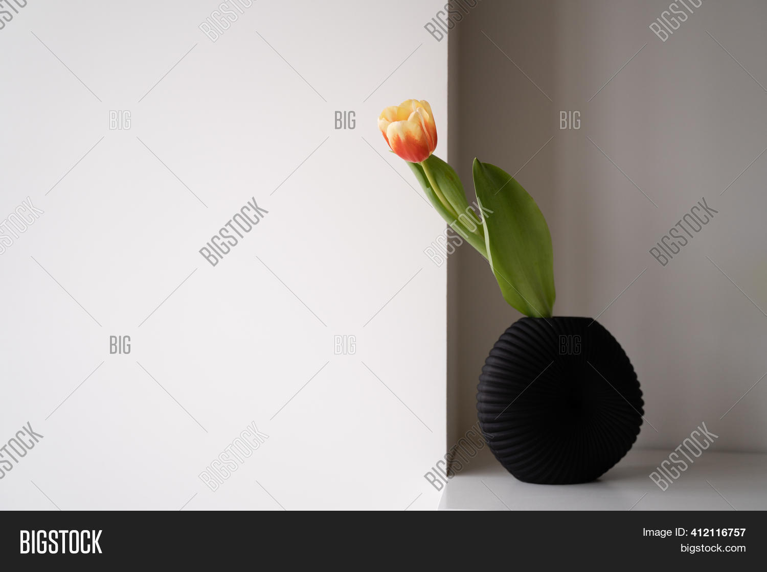 One Tulip Black Vase Image & Photo (Free Trial) Bigstock