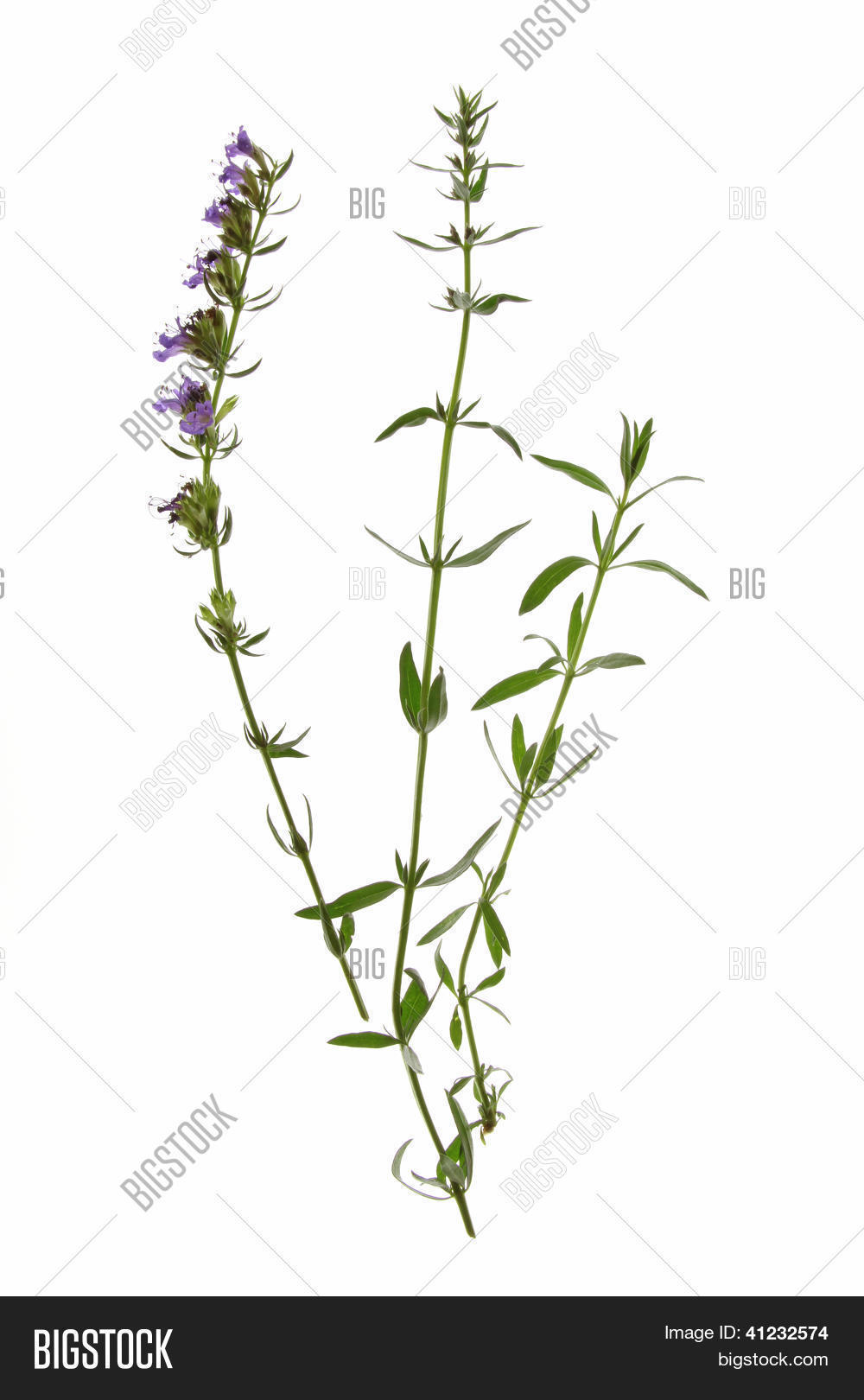 Hyssop (Hyssopus Image & Photo (Free Trial) Bigstock